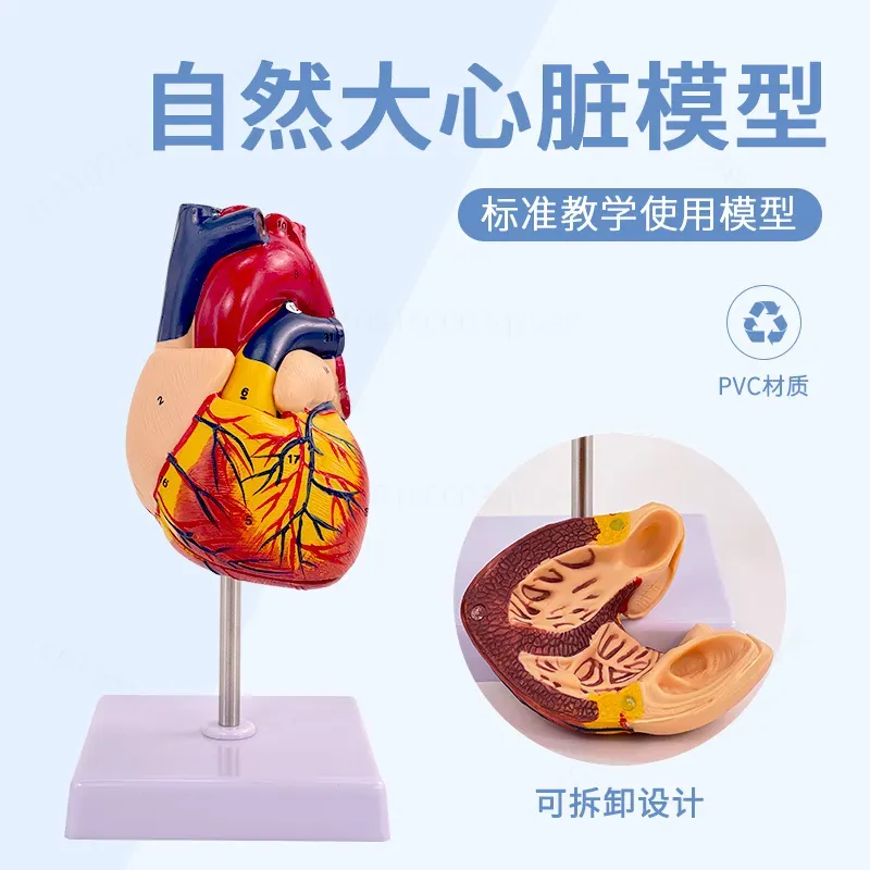 แบบจำลองกายวิภาคหัวใจมนุษย์ 1: - Medical Lab Ultrasound บทวิจารณ์และราคา